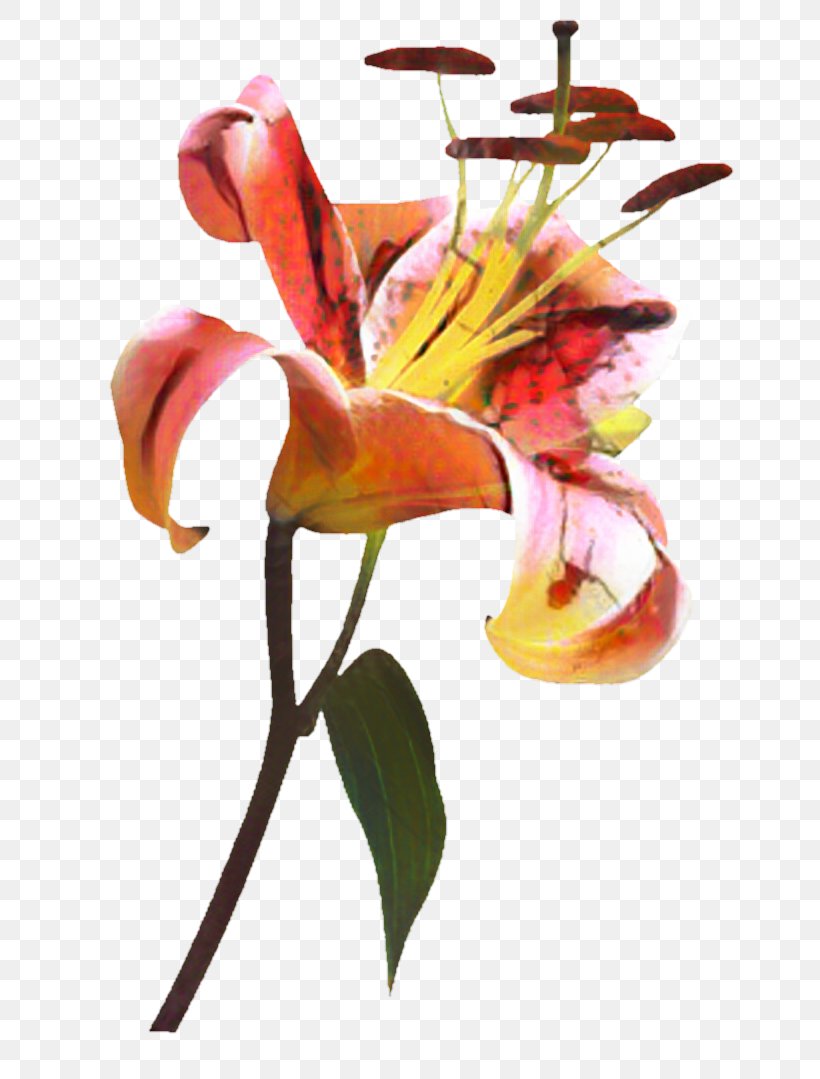 Lily Flower Cartoon, PNG, 720x1079px, Floral Design, Anthurium, Arumlily, Carnation Lily Lily Rose, Cut Flowers Download Free