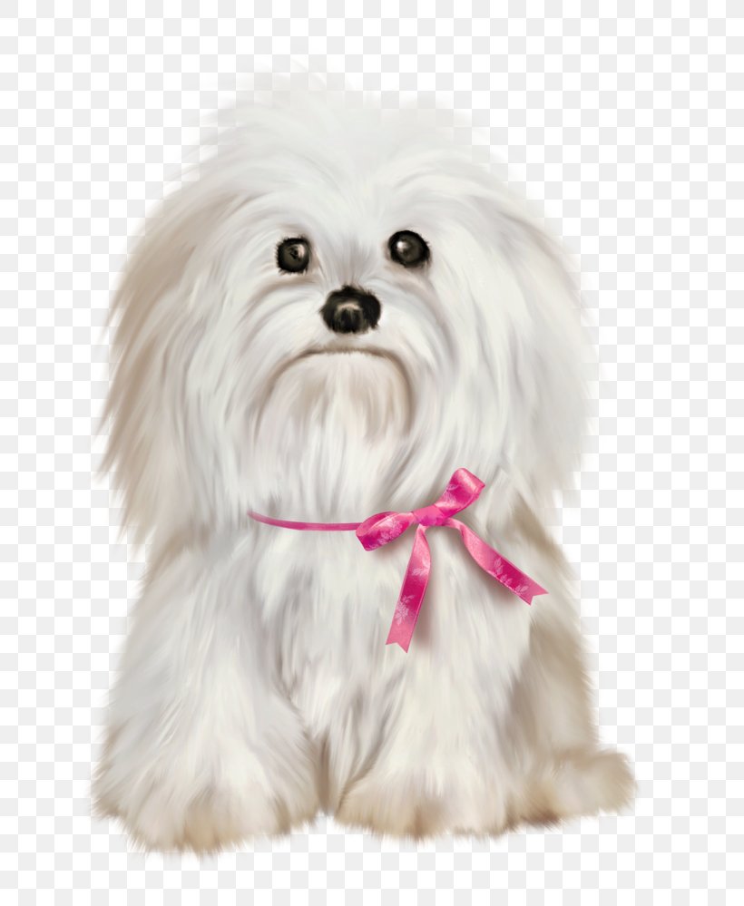 Maltese Dog Shih Tzu Pekingese Yorkshire Terrier Havanese Dog, PNG, 768x999px, Maltese Dog, Bichon, Bichon Frise, Birthday, Bolognese Download Free