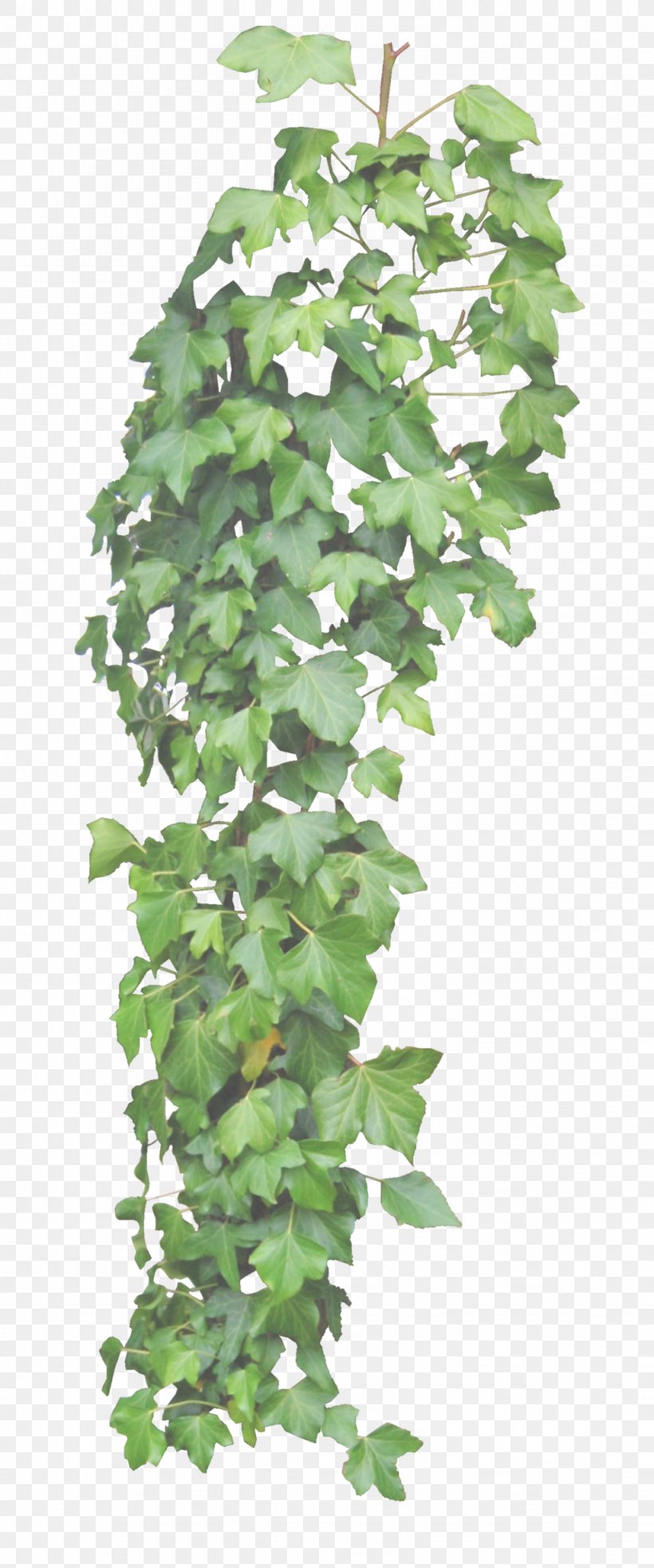 Common Ivy Vine Plant DeviantArt, PNG, 1024x2454px, Common Ivy, Branch, Deviantart, Flowerpot, Houseplant Download Free