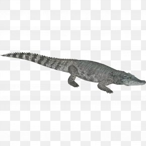 Crocodile - Crocodiles Gharial Nile Crocodile American Alligator PNG