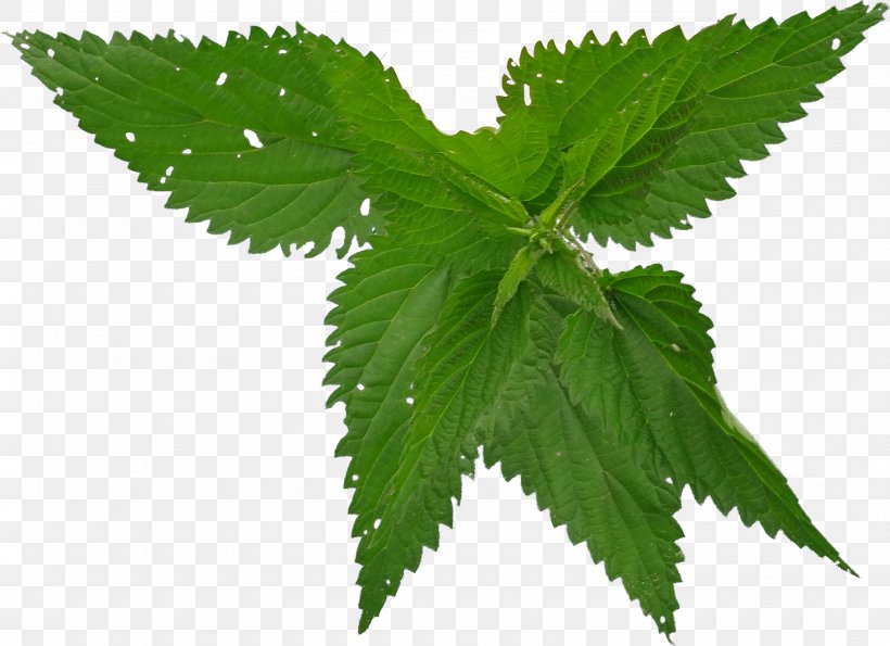 Disease Urticaria Therapy Preventive Healthcare Common Nettle, PNG, 3175x2306px, Disease, Cannabis, Coenzyme, Common Nettle, Diabetes Mellitus Download Free