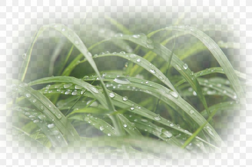 Moisture Close-up, PNG, 1280x853px, Moisture, Close Up, Closeup, Grass, Grass Family Download Free