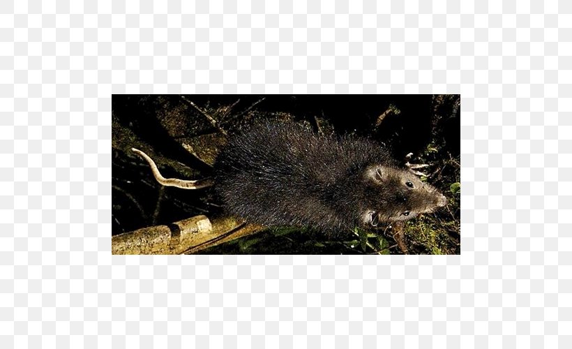 Mouse Common Opossum Muskrat Snout Porcupine, PNG, 500x500px, Mouse, Common Opossum, Fauna, Mammal, Muridae Download Free