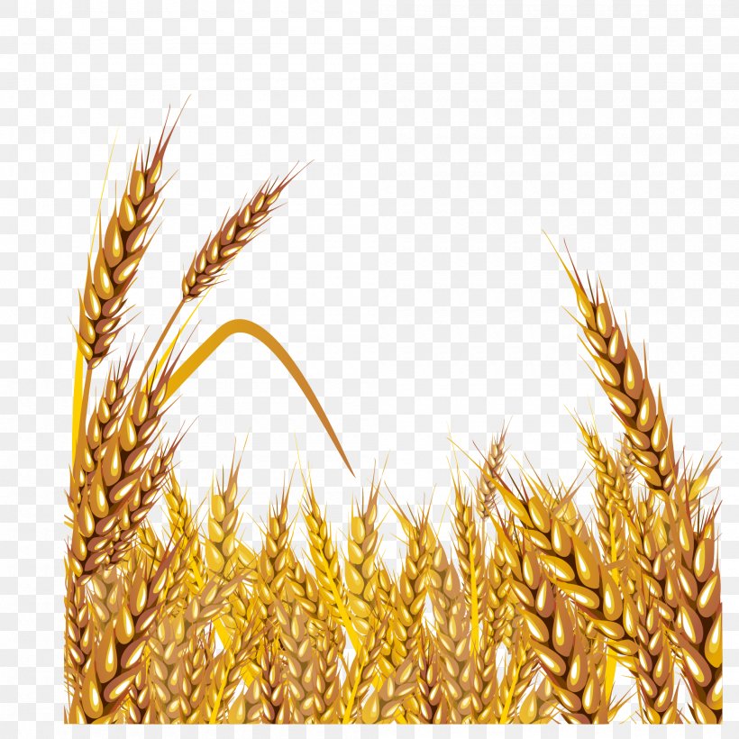 Wheat Euclidean Vector Clip Art, PNG, 2000x2000px, Wheat, Avena, Barley, Cereal, Cereal Germ Download Free
