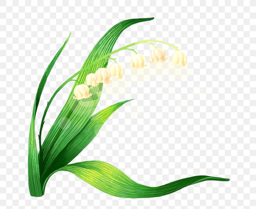 Euclidean Vector Lily Of The Valley Icon, PNG, 670x670px, Lily Of The Valley, Daffodil, Flora, Floral Design, Flower Download Free