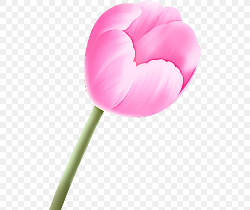 Pink Petal Tulip Flower Plant, PNG, 500x689px, Pink, Flower, Pedicel, Petal, Plant Download Free