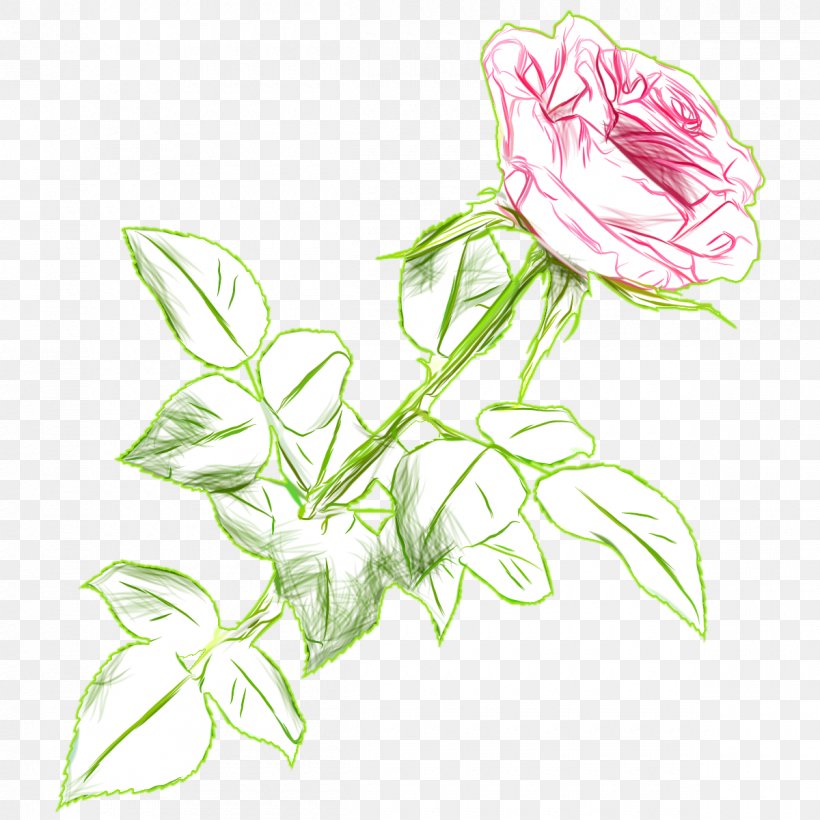 Centifolia Roses Cut Flowers Rosaceae Garden Roses, PNG, 1200x1200px, Centifolia Roses, Art, Bud, Cut Flowers, Drawing Download Free