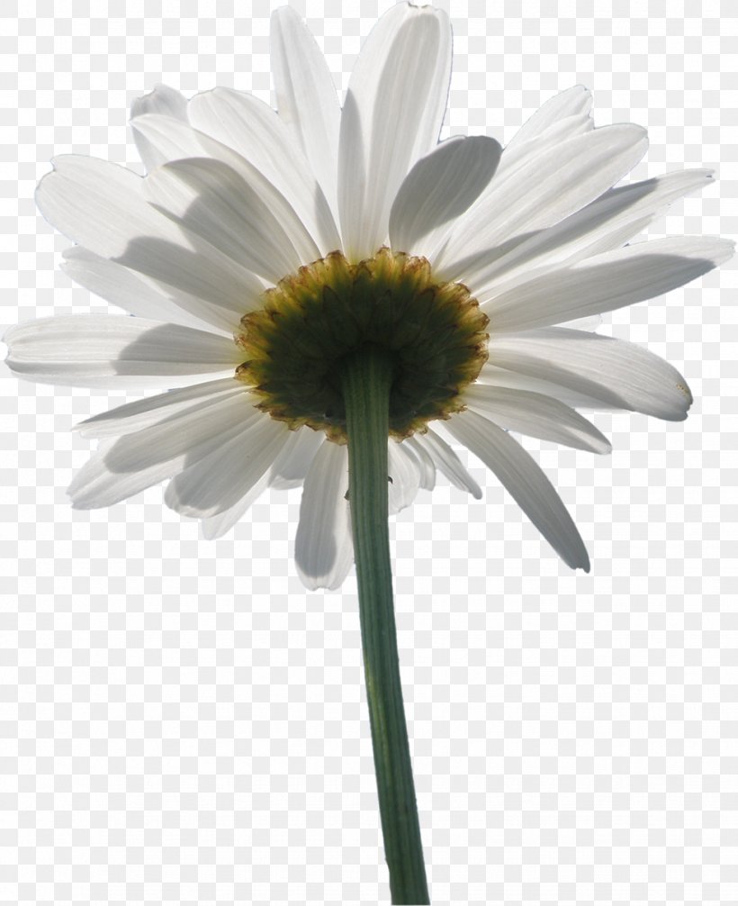 Flower Oxeye Daisy Daisy Family, PNG, 978x1200px, Flower, Annual Plant, Aster, Chrysanthemum, Chrysanths Download Free