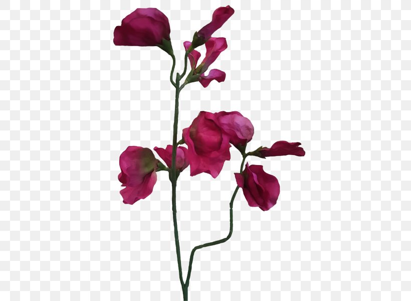 Garden Roses Cut Flowers Moth Orchids Bud, PNG, 800x600px, Garden Roses, Artificial Flower, Branch, Branching, Bud Download Free
