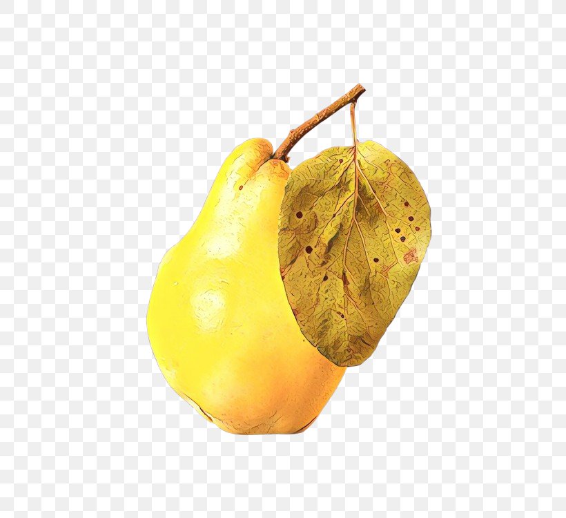 Pear Pear Yellow Tree Plant, PNG, 500x750px, Pear, Food, Fruit, Plant, Tree Download Free