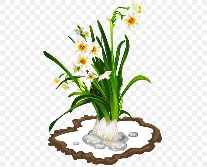 Narcissus Tazetta, PNG, 605x662px, Narcissus Tazetta, Cut Flowers, Daffodil, Flora, Floral Design Download Free