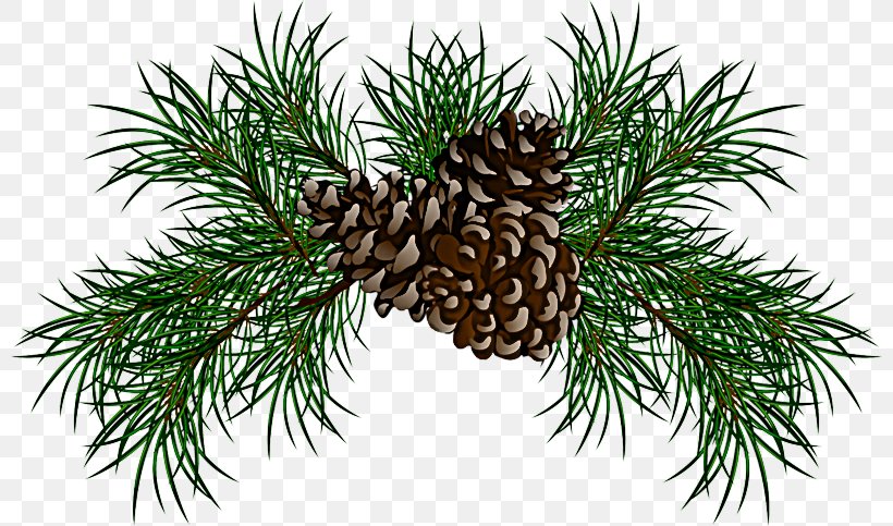Shortleaf Black Spruce Sugar Pine Columbian Spruce Jack Pine Loblolly Pine, PNG, 800x483px, Shortleaf Black Spruce, Balsam Fir, Columbian Spruce, Jack Pine, Loblolly Pine Download Free