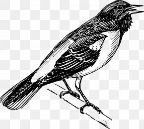 Raven - Bird Line Art Clip Art PNG