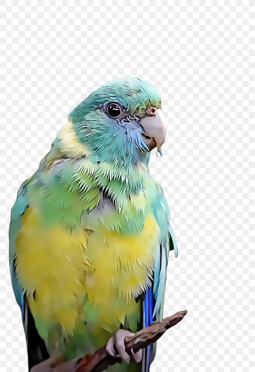 Bird Parrot, PNG, 1656x2416px, Lovebird, Beak, Bird, Budgie, Fauna Download Free