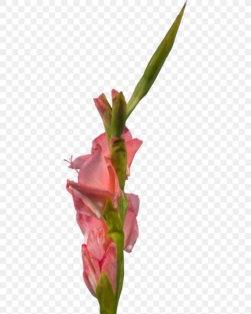 Gladiolus Cut Flowers Plant Stem Clip Art, PNG, 405x1024px, Gladiolus, Alexander Litvinenko, Animation, Author, Bud Download Free
