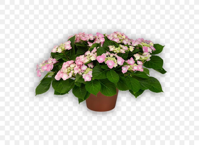 Hydrangea Flower Flying Discs Pink Plant, PNG, 600x600px, Hydrangea, Annual Plant, Blue, Cornales, Flower Download Free