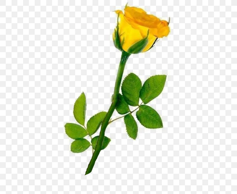 Clip Art Rose Desktop Wallpaper Image, PNG, 400x670px, Rose, Austrian Briar, Botany, Flower, Flowering Plant Download Free