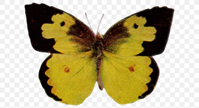 Clouded Yellows Brush-footed Butterflies Gossamer-winged Butterflies Pieridae Butterfly, PNG, 640x444px, Clouded Yellows, Arthropod, Brush Footed Butterfly, Brushfooted Butterflies, Butterflies And Moths Download Free