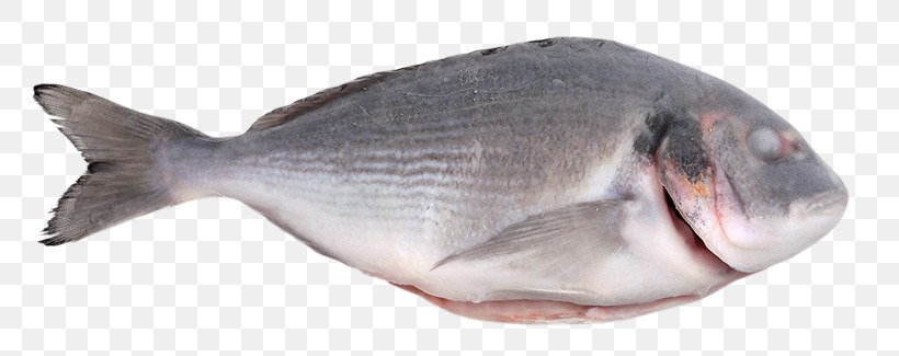 Fish Fish Sole Fish Products Tilapia, PNG, 800x325px, Fish, Fish Products, Forage Fish, Seafood, Sole Download Free