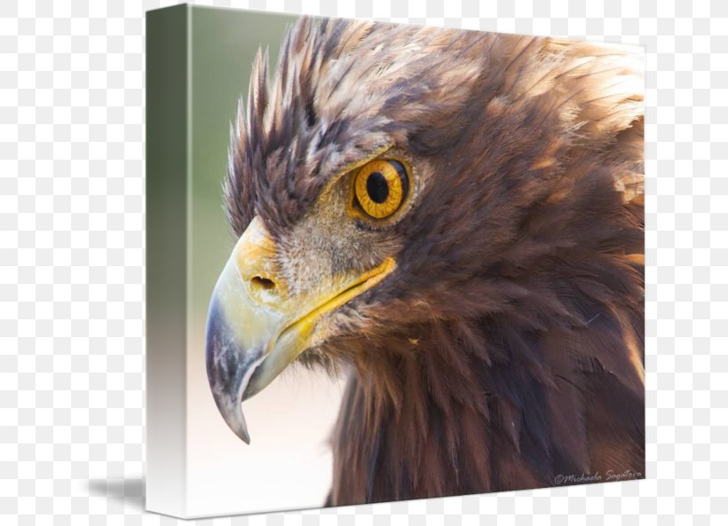 Bird Of Prey Bald Eagle Accipitriformes, PNG, 650x593px, Bird, Accipitriformes, American Kestrel, Animal, Art Download Free