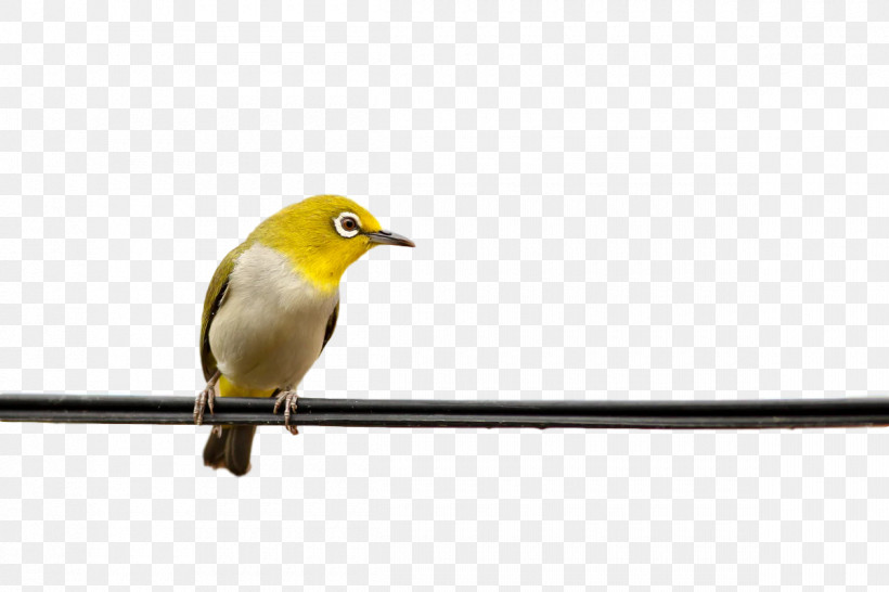 Birds Finches Beak Meter Science, PNG, 1200x800px, Birds, Beak, Biology, Finches, Meter Download Free
