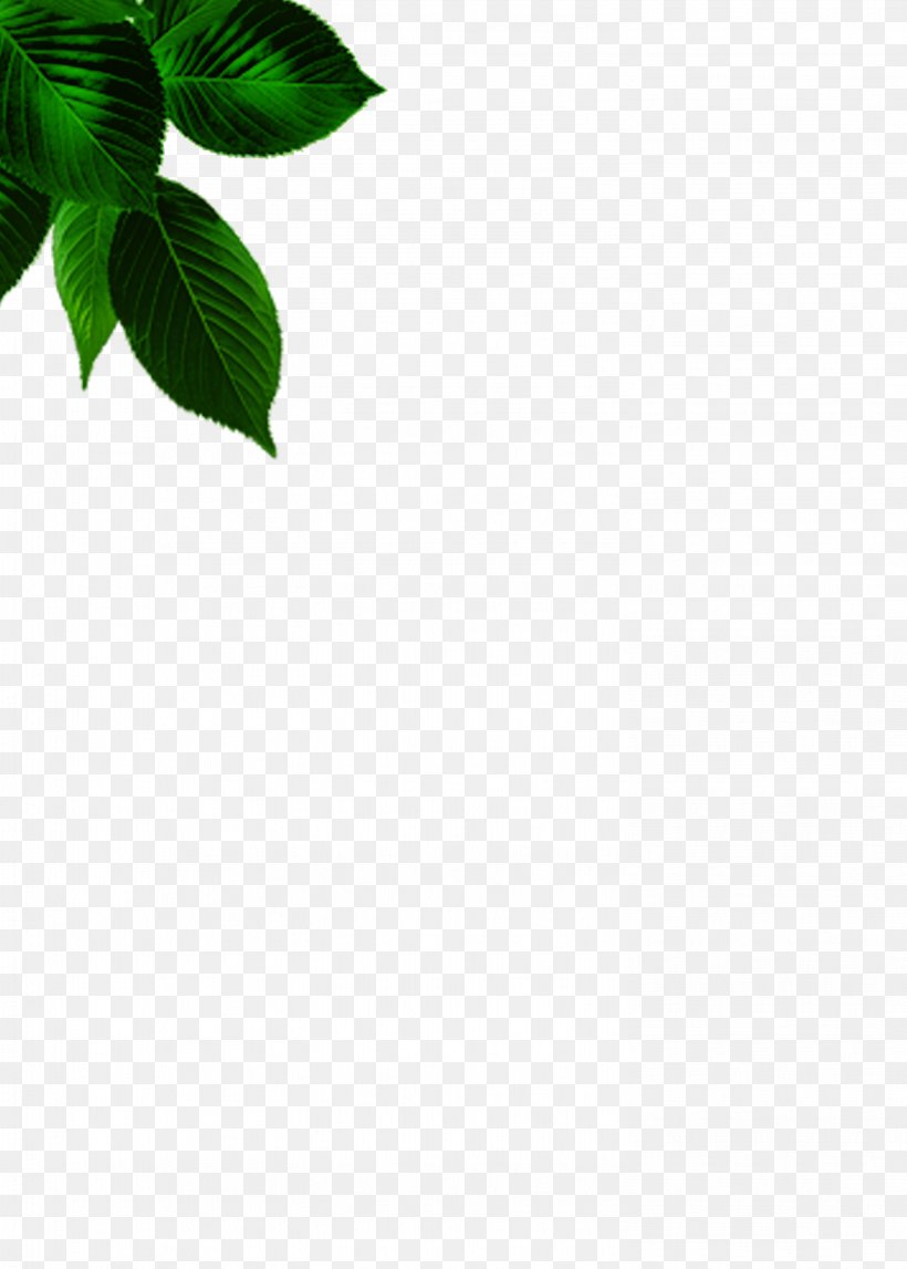 Green Leaf Angle Pattern, PNG, 2953x4134px, Green, Grass, Leaf Download Free