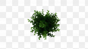 Leaf Computer Camera Mobile Phone Tree PNG