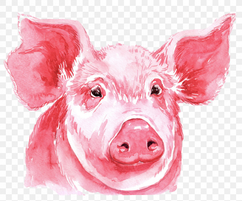 Pink Suidae Nose Snout Livestock, PNG, 1200x1000px, Watercolor Pig, Drawing, Livestock, Nose, Pink Download Free