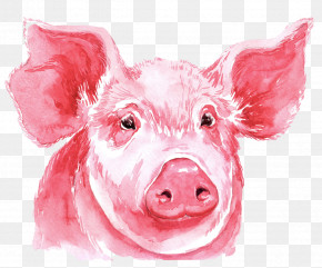 Featured image of post Guinea Pig Nose Drawing