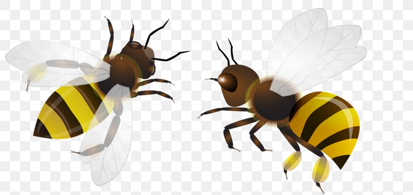 Bee Insect Clip Art, PNG, 800x387px, Bee, Arthropod, Colony Collapse Disorder, Fauna, Honey Bee Download Free