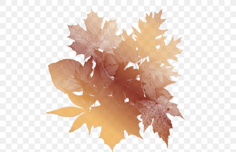 Leaf Autumn Paper Clip Art, PNG, 529x529px, Leaf, Autumn, Autumn Leaf Color, Collage, Maple Leaf Download Free