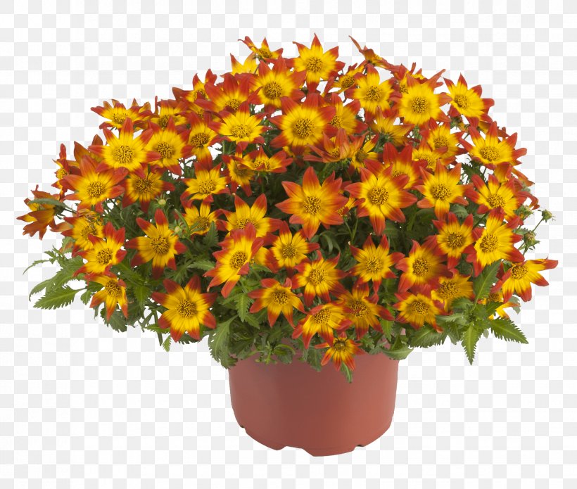 Chrysanthemum Red Yellow Blanket Flowers Cut Flowers, PNG, 1958x1660px, Chrysanthemum, Annual Plant, Aster, Balcony, Bee Download Free