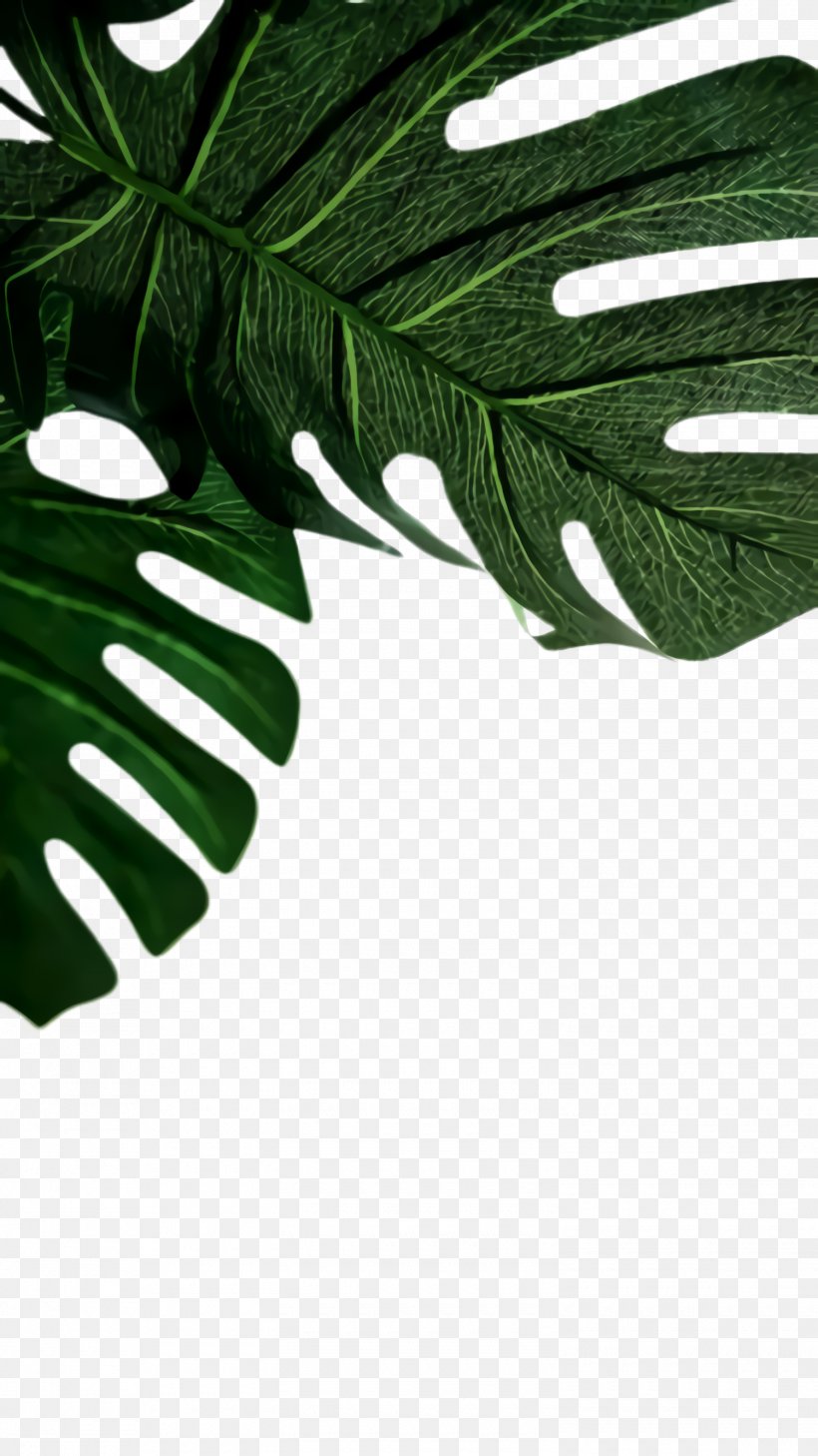 Family Tree Background, PNG, 1500x2668px, Monstera Leaf, Arum Family, Fern, Flower, Glove Download Free