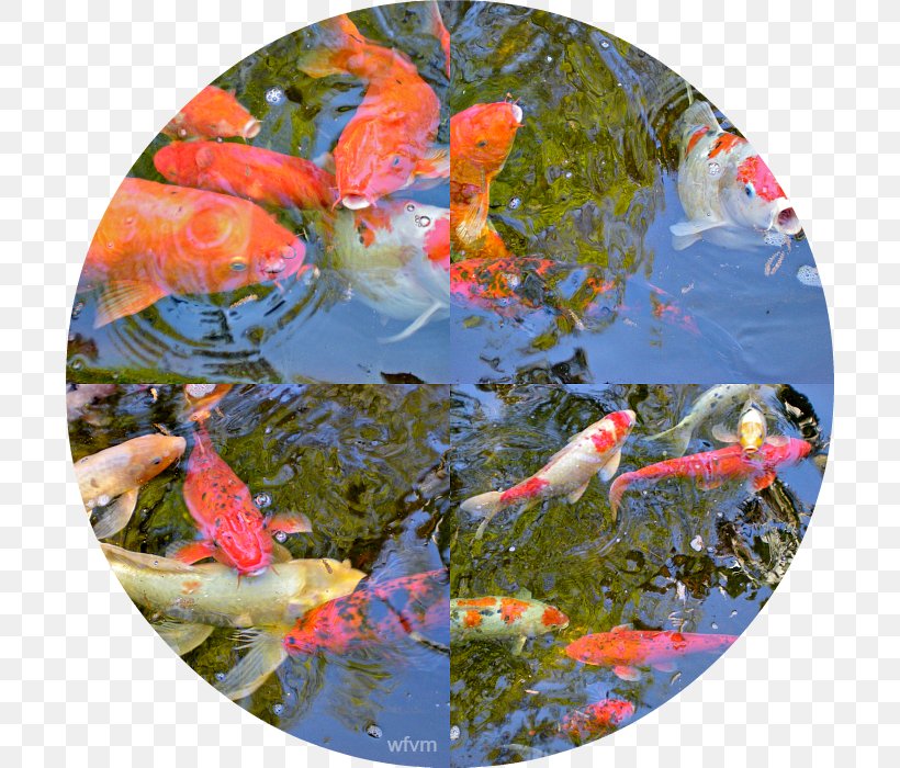 Koi Fish Pond, PNG, 700x700px, Koi, Fauna, Fish, Fish Pond, Pond Download Free