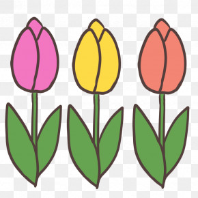 Tulip Plant Stem Leaf Herbaceous Plant Petal PNG