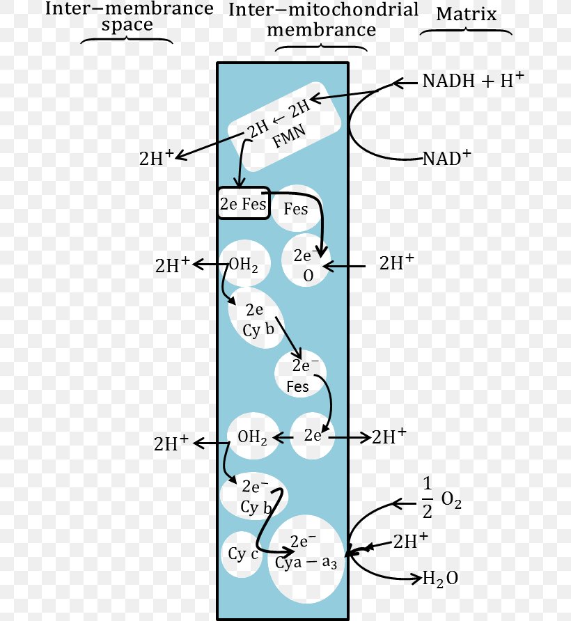 Atom Molecule Biology Respiration Redox, PNG, 687x892px, Atom, Adenosine Triphosphate, Area, Atoms In Molecules, Biology Download Free