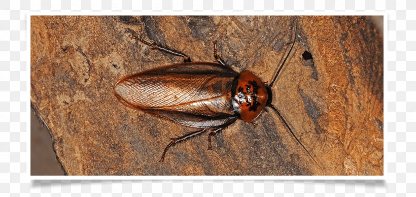 Cockroach Ger Nay Pest Control Termite, PNG, 1050x497px, Cockroach, Acari, Arthropod, Beetle, Blaberus Download Free