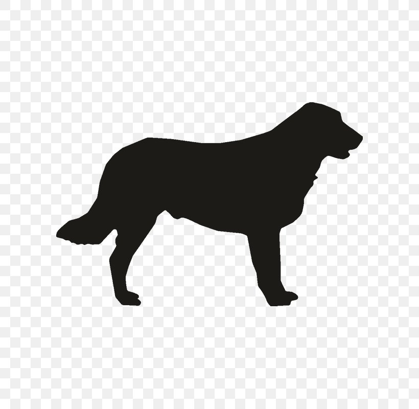 Labrador Retriever Flat-Coated Retriever Rough Collie Dog Breed Puppy, PNG, 800x800px, Labrador Retriever, Black, Black And White, Breed, Carnivoran Download Free