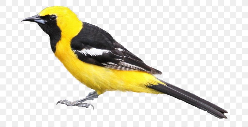 Bird Hooded Oriole Baltimore Oriole Tanager Clip Art, PNG, 705x421px, Bird, Baltimore Oriole, Beak, Blackhooded Oriole, Cardinal Download Free