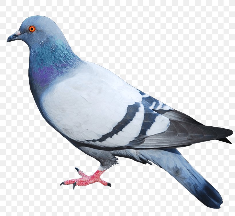 Columbidae Domestic Pigeon Squab Bird, PNG, 820x754px, Columbidae, Beak, Bird, Columbiformes, Domestic Pigeon Download Free