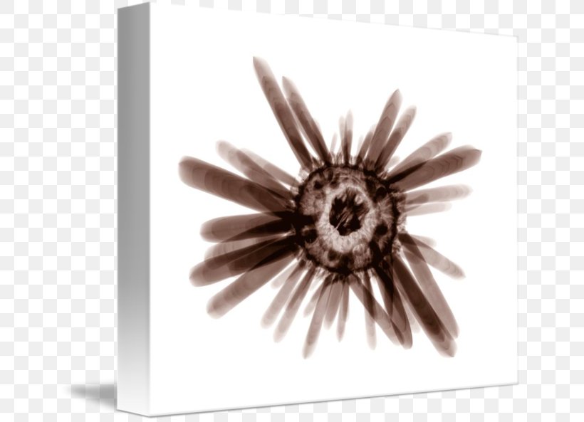 Gallery Wrap Canvas Sea Urchin Art Printmaking, PNG, 650x593px, Gallery Wrap, Art, Black And White, Canvas, Closeup Download Free