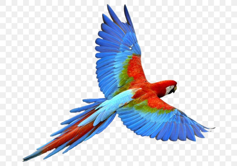 Parrot Bird Macaw, PNG, 705x576px, Parrot, Animal, Beak, Bird, Budgerigar Download Free