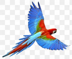 Parrot - Parrot Bird Macaw PNG