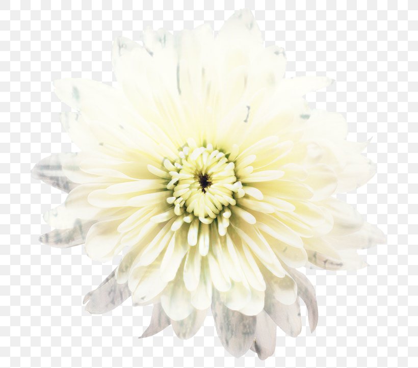 Transvaal Daisy Cut Flowers Chrysanthemum Petal, PNG, 735x722px, Transvaal Daisy, Aster, Chrysanthemum, Chrysanths, Cut Flowers Download Free