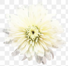 Transvaal Daisy Cut Flowers Chrysanthemum Petal PNG