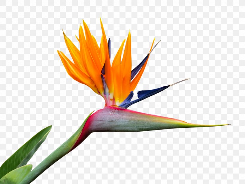 Bird Of Paradise Flower Strelitzia Nicolai Bird-of-paradise, PNG, 960x720px, Bird Of Paradise Flower, Beak, Bird, Birdofparadise, Flora Download Free