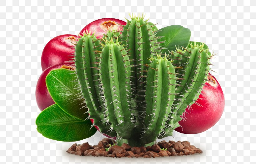 Cactaceae Barbary Fig Cactus Y Suculentas Succulent Plant, PNG, 658x526px, Cactaceae, Acanthocereus Tetragonus, Barbary Fig, Cactus, Cactus Y Suculentas Download Free