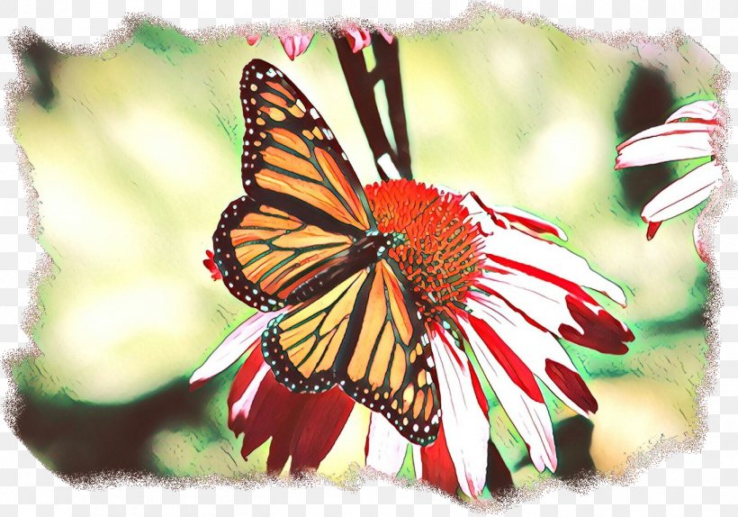 Monarch Butterfly Brush-footed Butterflies North Carolina Pieridae Tiger Milkweed Butterflies, PNG, 1364x955px, Monarch Butterfly, Arthropod, Brushfooted Butterflies, Brushfooted Butterfly, Butterfly Download Free