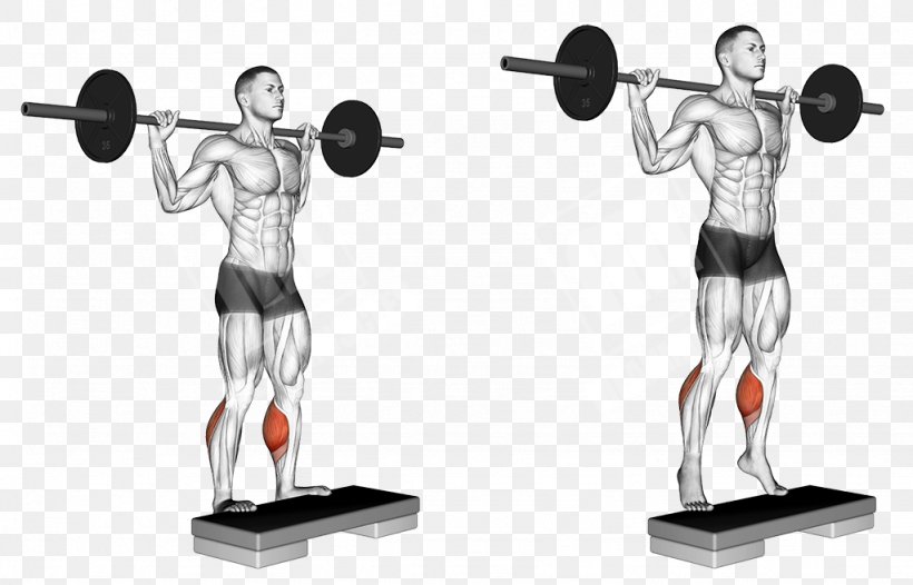 Squat Gluteus Maximus Muscle Weight Training Barbell Physical Exercise, PNG, 1024x657px, Squat, Adductor Longus Muscle, Adductor Muscles Of The Hip, Arm, Balance Download Free