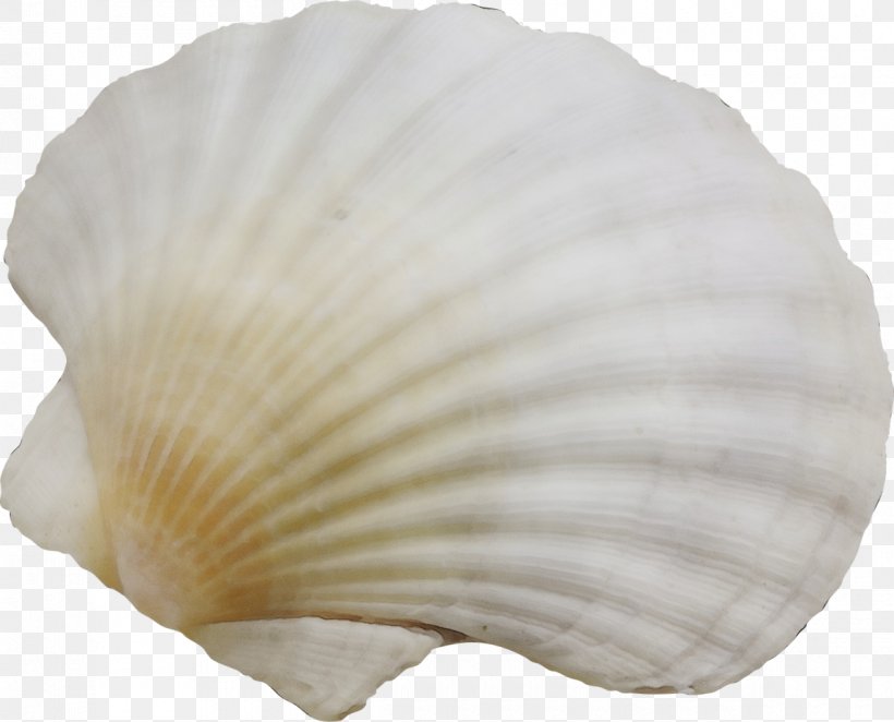 White Bivalve Petal Shell Plant, PNG, 1200x970px, Watercolor, Bivalve, Cockle, Natural Material, Paint Download Free